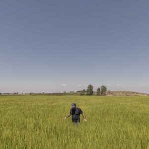 VESPOLATE (NO), ITALY - JULY 15

Fabrizio Rizzotti, the owner of Rizzotti rice, walking through a healthy rice field, but without water. He tells us how the ears in this field are at the right height (almost one metre) and how he has to manage the amount of water in the fields. He fills them up and then for twenty days waits for the water to be absorbed before filling them up again. Until last year, this was done naturally with water from the main canal. 

Photo by Davide Bertuccio for The Washington Post