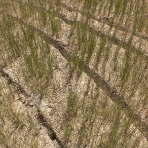 VESPOLATE (NO), ITALY - JULY 15

One of the rice fields dried up and can no longer be cultivated. Farmers are now forced to abandon entire fields in order to save others. 

Photo by Davide Bertuccio for The Washington Post